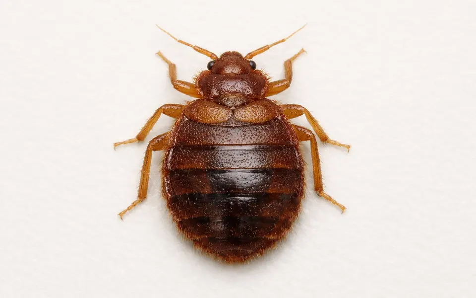 Close-up visual clues that help distinguish common household bugs