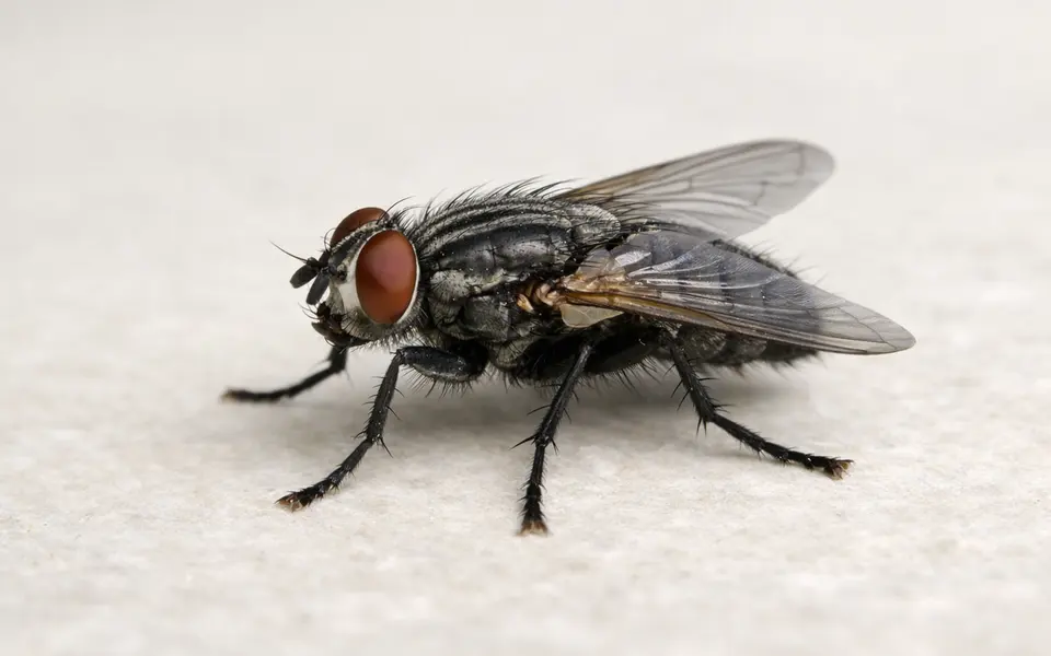 Close-up visual clues that help distinguish flying insects in house